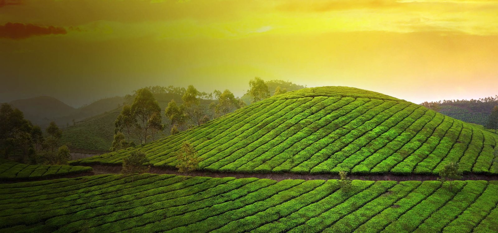 6 Day Tour, Kochi, Munnar, Thekkady, Aleppey - Kochi Taxi & Tours